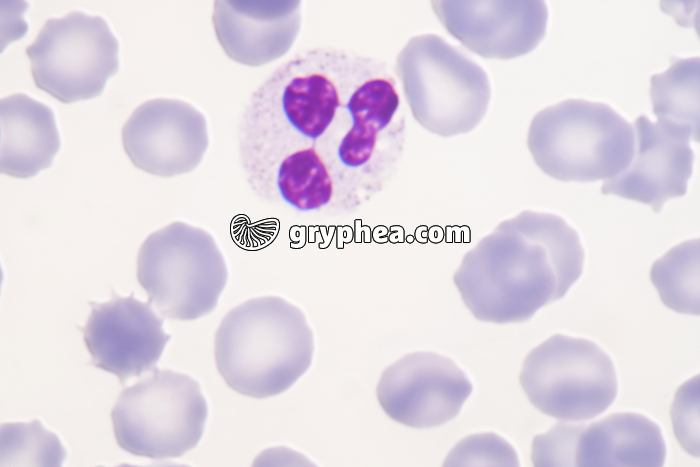 Granulocyte neutrophile x800 - gryphea.org